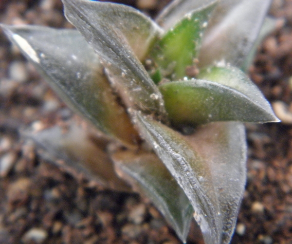 haworthia viscosa  cg 1157 ( groot rivier )