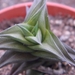 haworthia viscosa  compacta