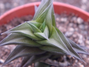 haworthia viscosa  compacta