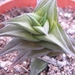 haworthia viscosa  compacta                                      