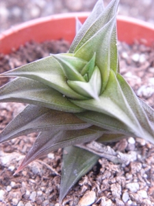 haworthia viscosa  compacta                                      