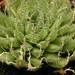 haworthia  arachnoidea