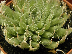 haworthia  arachnoidea