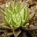 haworthia  arachnoidea  .v. dimorpha  ( south of langsburg )