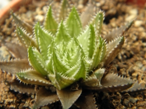 haworthia  arachnoidea  .v. dimorpha  ( south of langsburg )