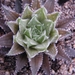 haworthia  arachnoidea  .v. dimorpha  ( south of langsburg ).    