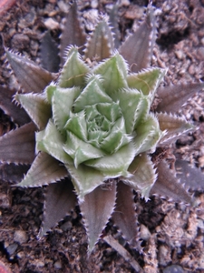 haworthia  arachnoidea  .v. dimorpha  ( south of langsburg ).    