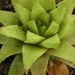 haworthia  augustifolia  ( hebertsdale )