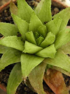 haworthia  augustifolia  ( hebertsdale )