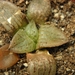 haworthia  comtoniana