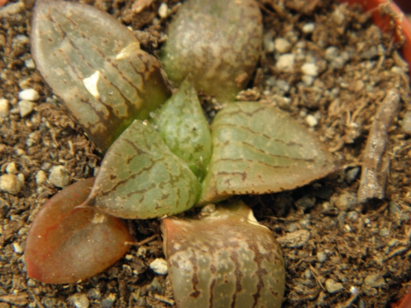 haworthia  comtoniana