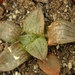 haworthia  comtoniana.                                     1