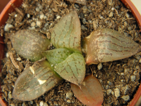 haworthia  comtoniana.                                     1