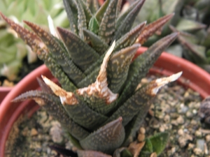 haworthia  koelmaniorum  X scraba