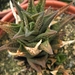 haworthia  koelmaniorum  X scraba.                               