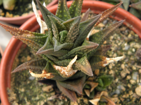 haworthia  koelmaniorum  X scraba.                               