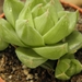 haworthia  limbraticola  .v. liliana