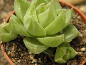 haworthia  limbraticola  .v. liliana