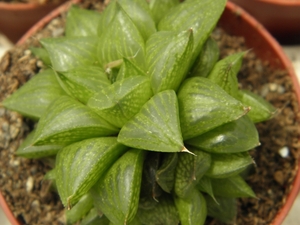 haworthia  retusa .v. minor