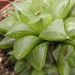 haworthia  retusa .v. minor                                      