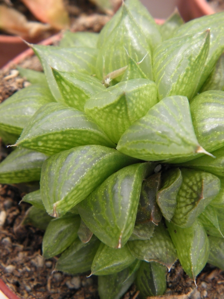 haworthia  retusa .v. minor                                      