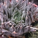 haworthia  semiviva