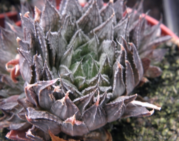 haworthia  semiviva