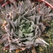 haworthia  semiviva                                        1