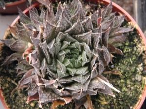 haworthia  semiviva                                        1