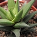 haworthia  tortuosa