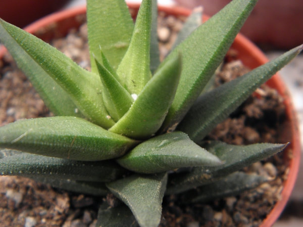 haworthia  tortuosa