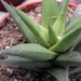 haworthia  tortuosa                                              