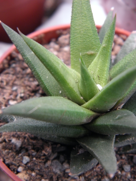 haworthia  tortuosa                                              