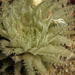 haworthia  translucens   ssp  terera