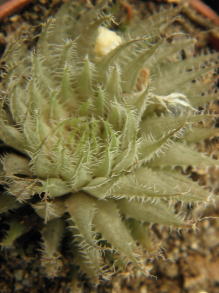 haworthia  translucens   ssp  terera