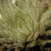 haworthia  translucens   ssp  terera.                            