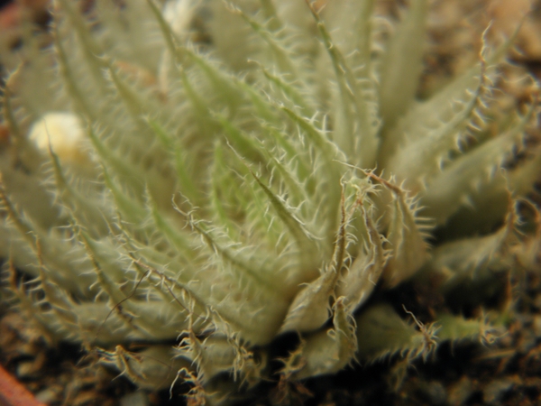 haworthia  translucens   ssp  terera.                            