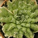 haworthia arachnoidea                                         1