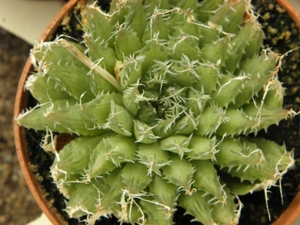 haworthia arachnoidea                                         1