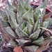 haworthia   gutata