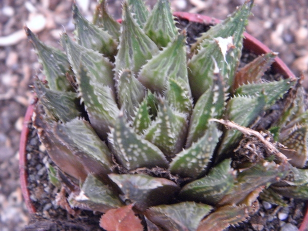 haworthia   gutata