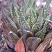 haworthia   gutata                                        2