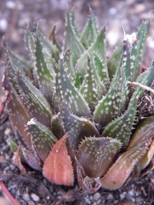 haworthia   gutata                                        2