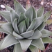 haworthia  marginata