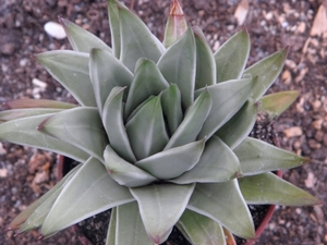 haworthia  marginata