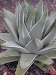 haworthia  marginata                                             