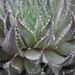 haworthia  murnmiana     ( murraysburg )