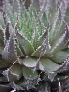 haworthia  murnmiana     ( murraysburg )