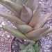 haworthia  sampaiana