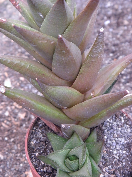 haworthia  sampaiana